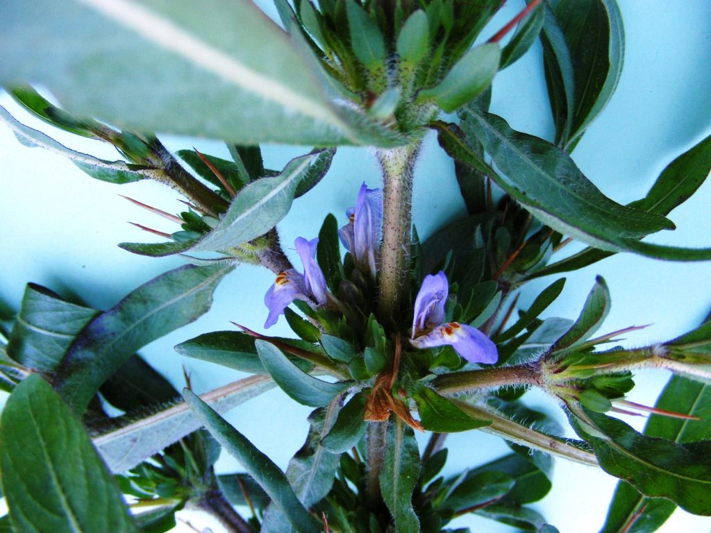 Hygrophila auriculata Hygrophila auriculata