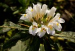 Hygrophila auriculata