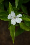 Ruellia prostrata