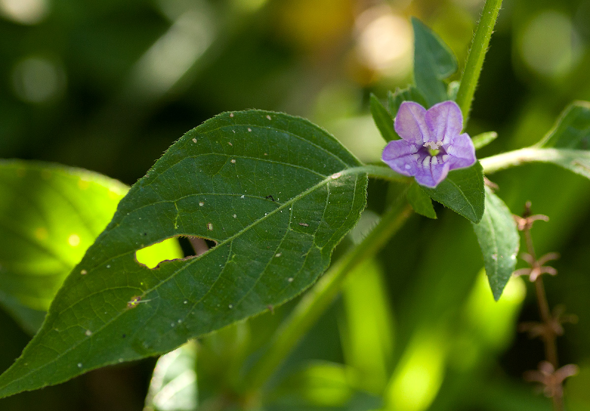 Ruellia prostrata Ruellia prostrata