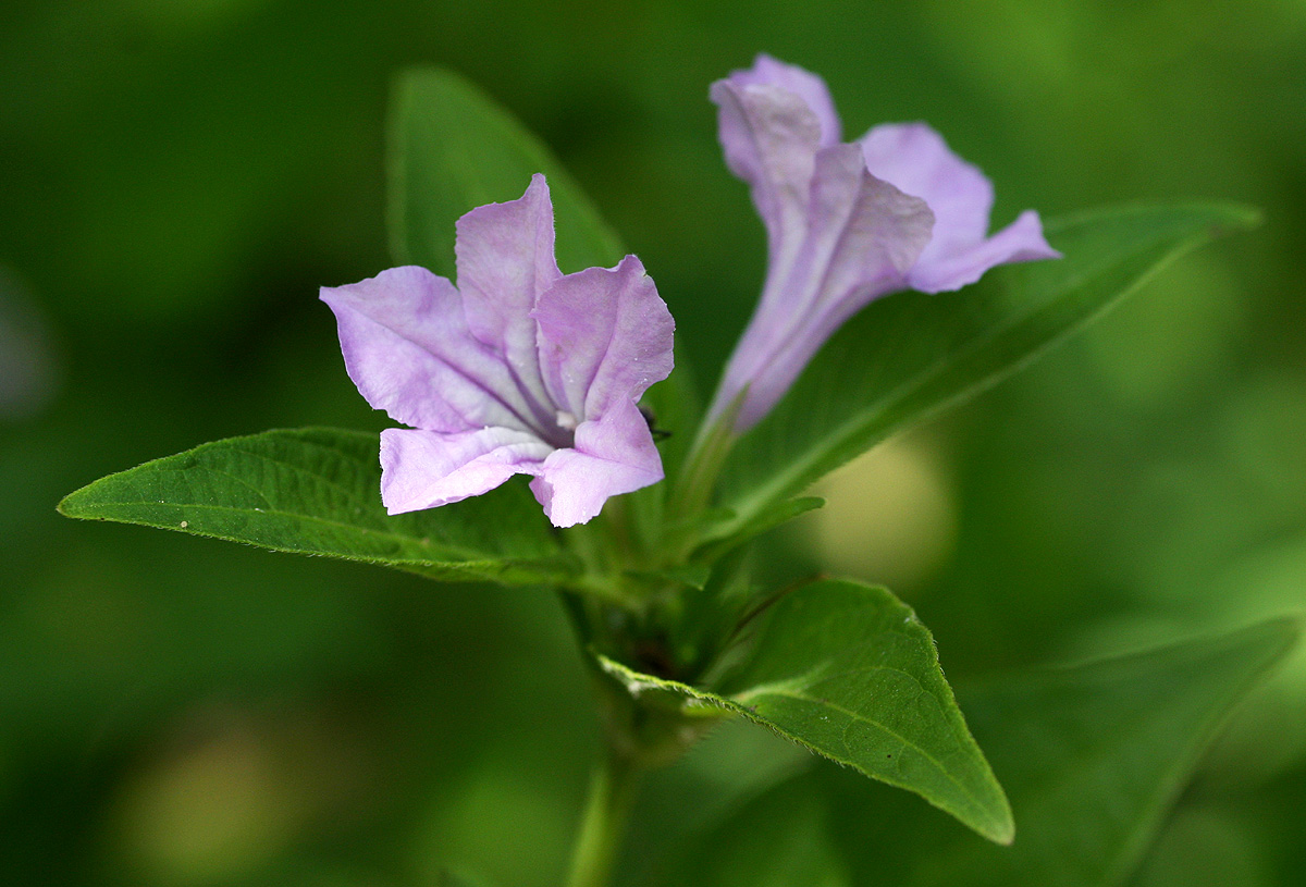 Ruellia prostrata Ruellia prostrata