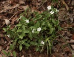Ruellia patula