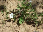 Ruellia patula