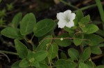 Ruellia patula