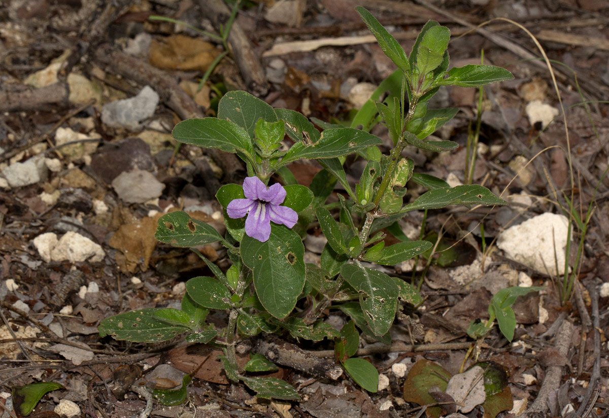 Ruellia patula Ruellia patula