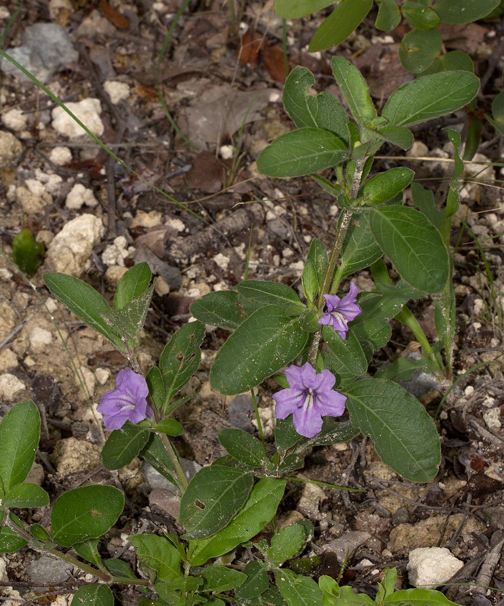 Ruellia patula Ruellia patula