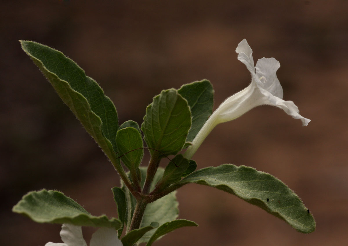 Ruellia patula Ruellia patula
