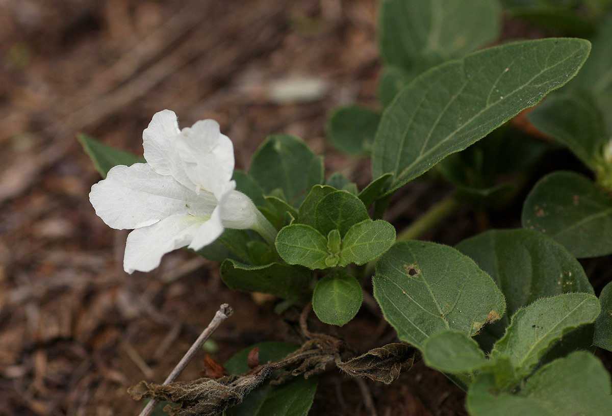Ruellia patula Ruellia patula