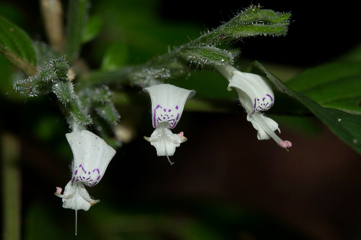 Hypoestes forskaolii subsp. forskaolii Hypoestes forskaolii subsp. forskaolii