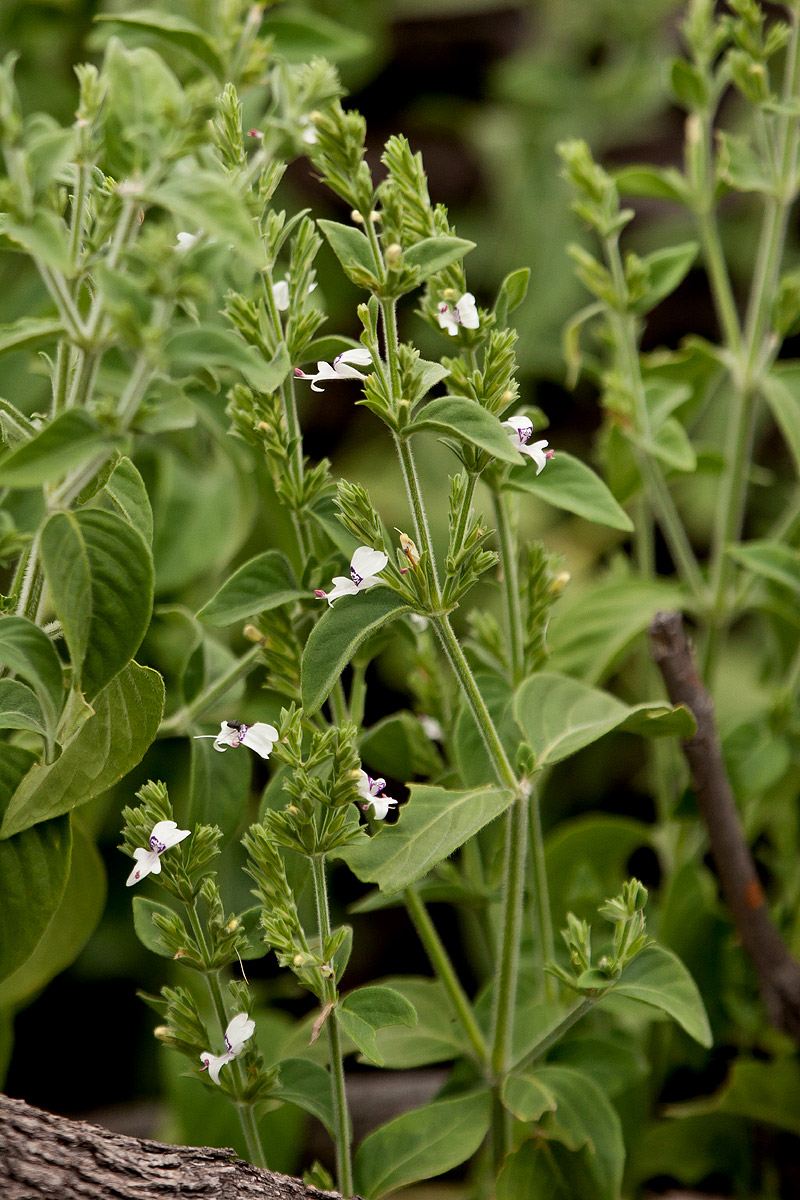 Hypoestes forskaolii subsp. forskaolii Hypoestes forskaolii subsp. forskaolii