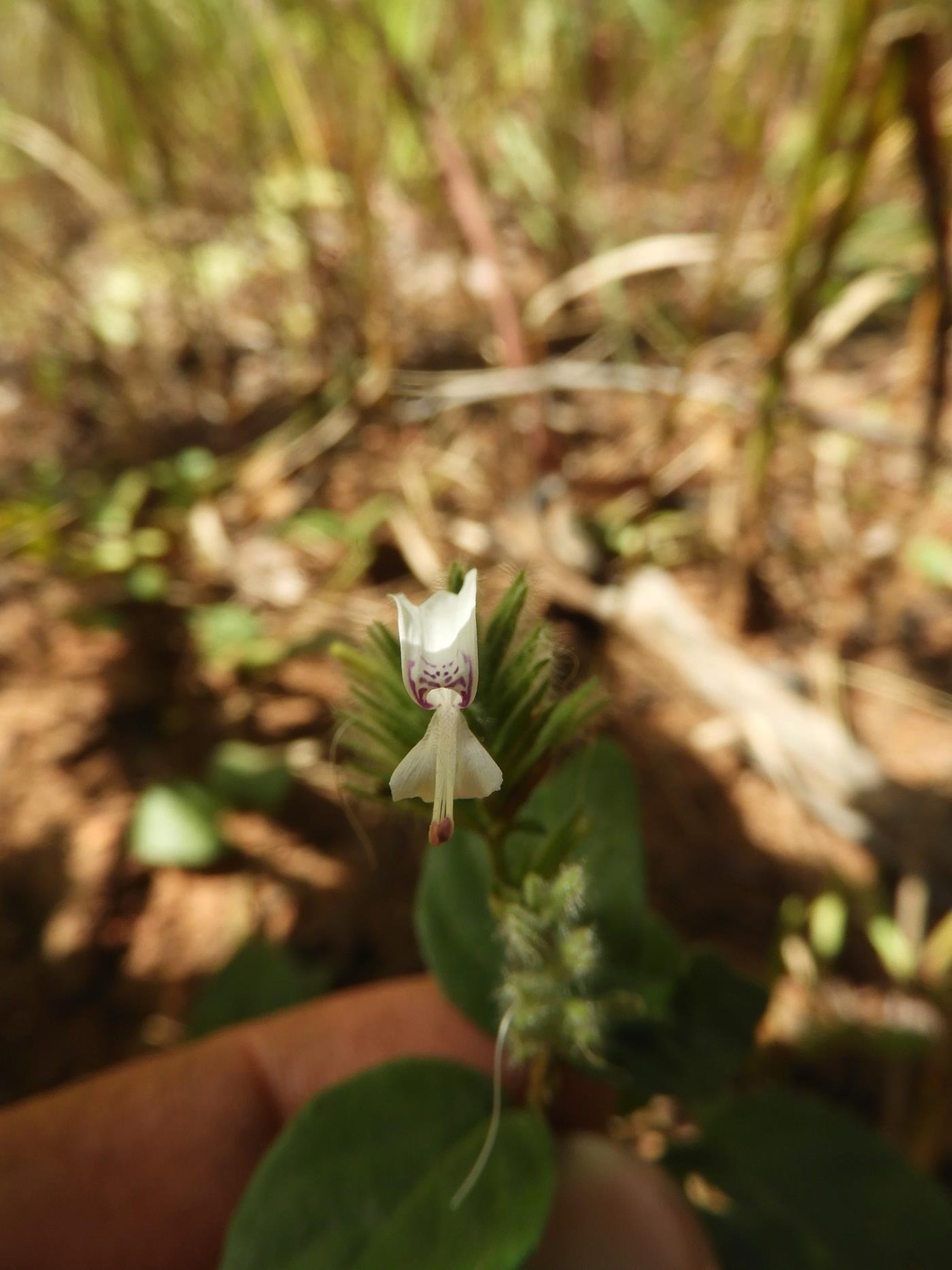 Hypoestes forskaolii subsp. forskaolii Hypoestes forskaolii subsp. forskaolii