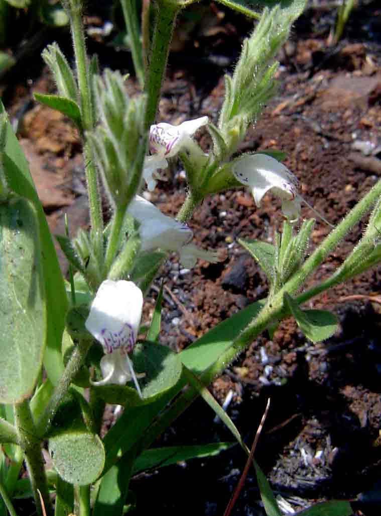 Hypoestes forskaolii subsp. forskaolii Hypoestes forskaolii subsp. forskaolii