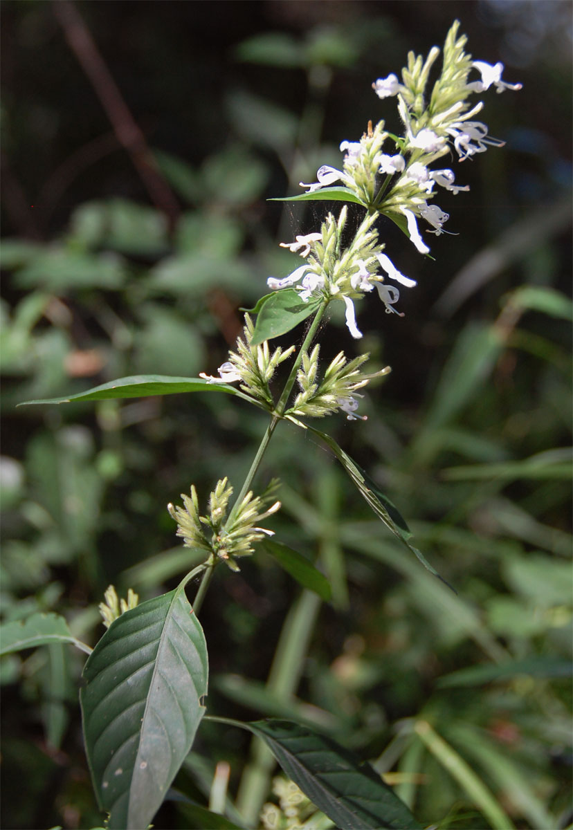 Hypoestes forskaolii subsp. forskaolii