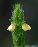 Justicia flava