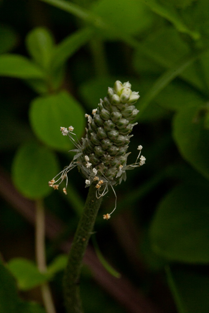 Plantago palmata Plantago palmata