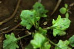 Plantago palmata