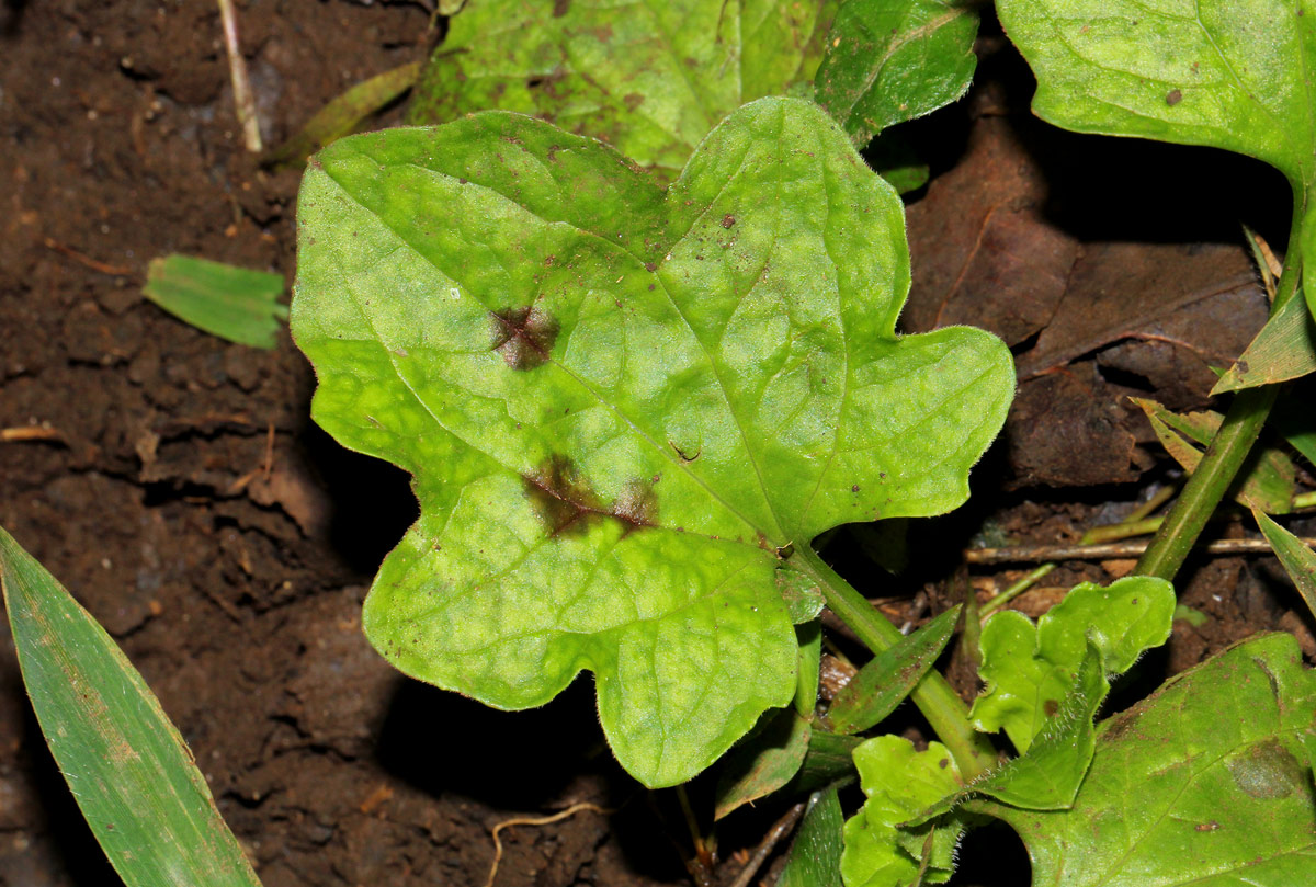 Plantago palmata Plantago palmata