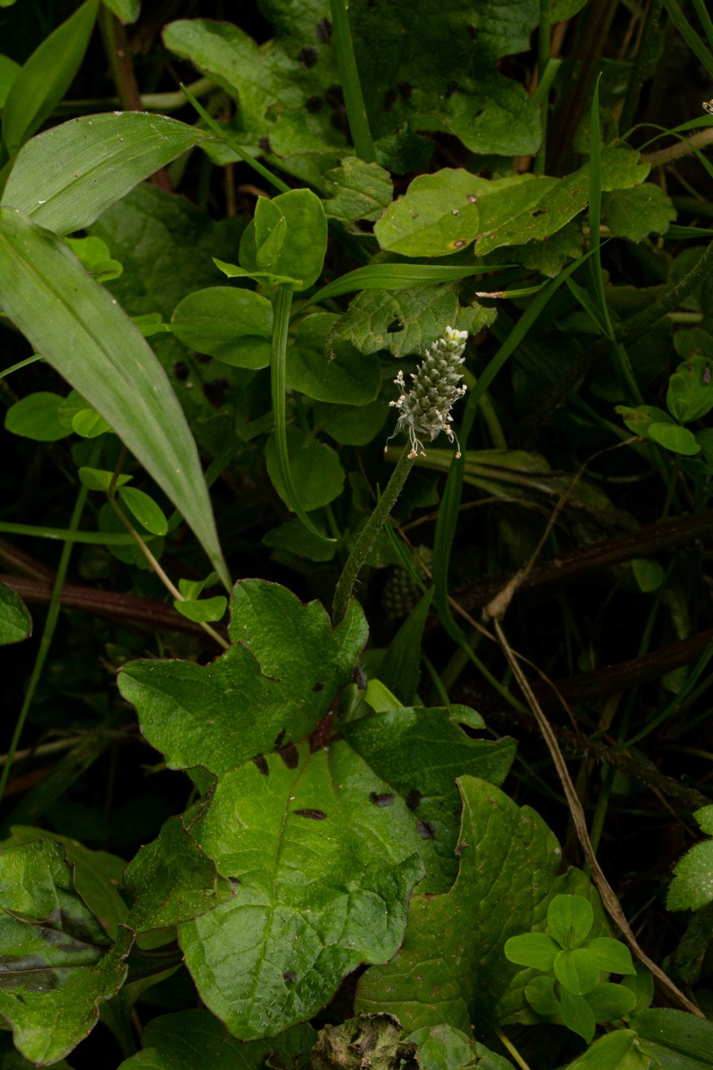 Plantago palmata Plantago palmata