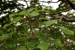Hymenodictyon floribundum