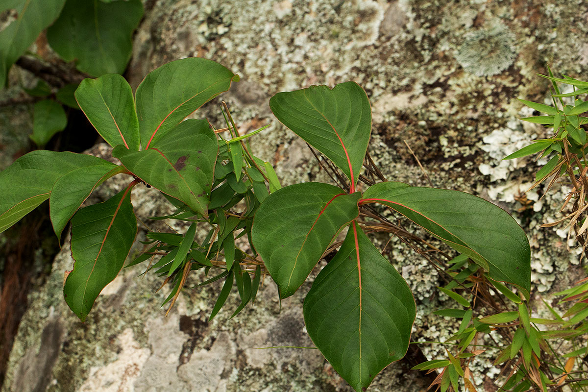 Hymenodictyon floribundum