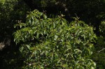 Hymenodictyon floribundum