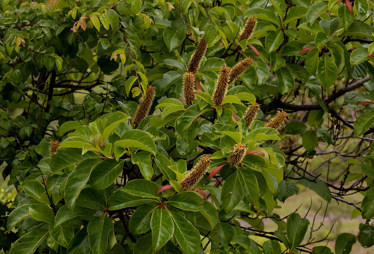 Hymenodictyon floribundum