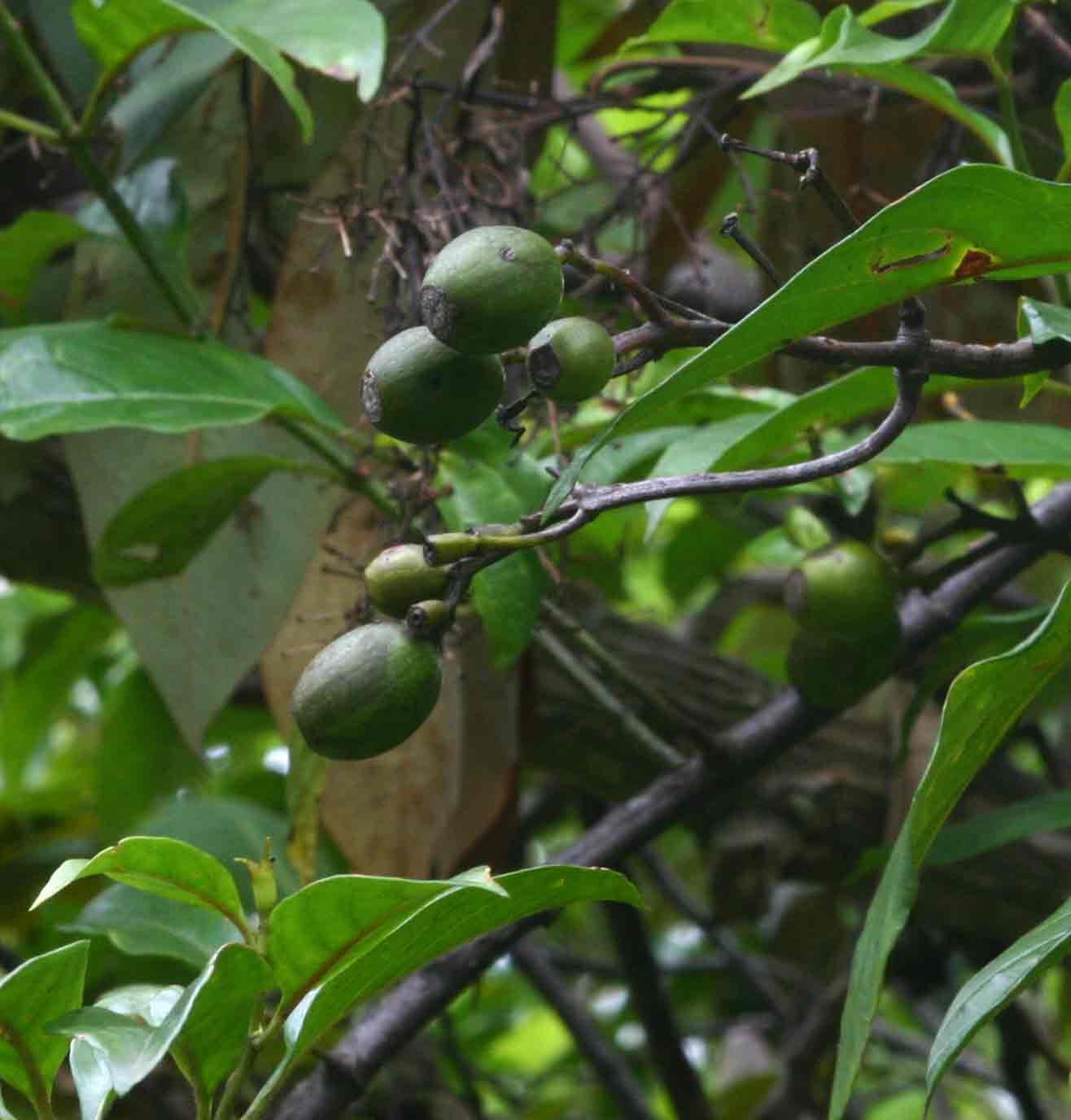 Mussaenda arcuata