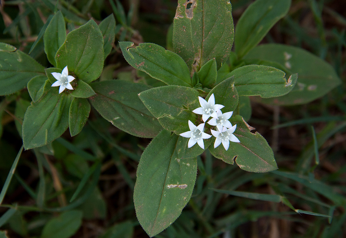 Richardia scabra Richardia scabra