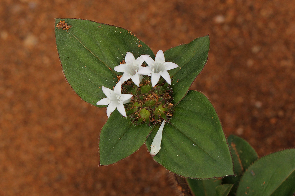 Richardia scabra Richardia scabra