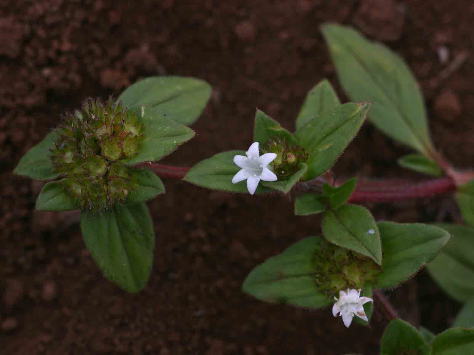 Richardia scabra Richardia scabra