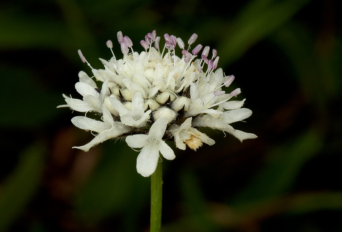 Scabiosa columbaria Scabiosa columbaria