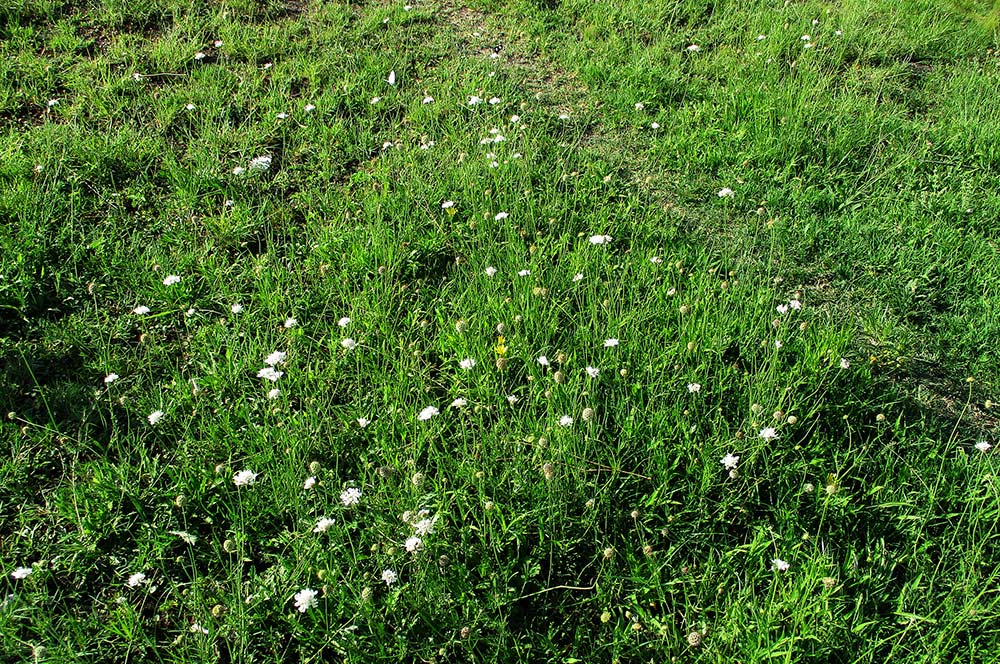 Scabiosa columbaria Scabiosa columbaria