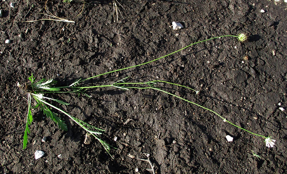 Scabiosa columbaria Scabiosa columbaria