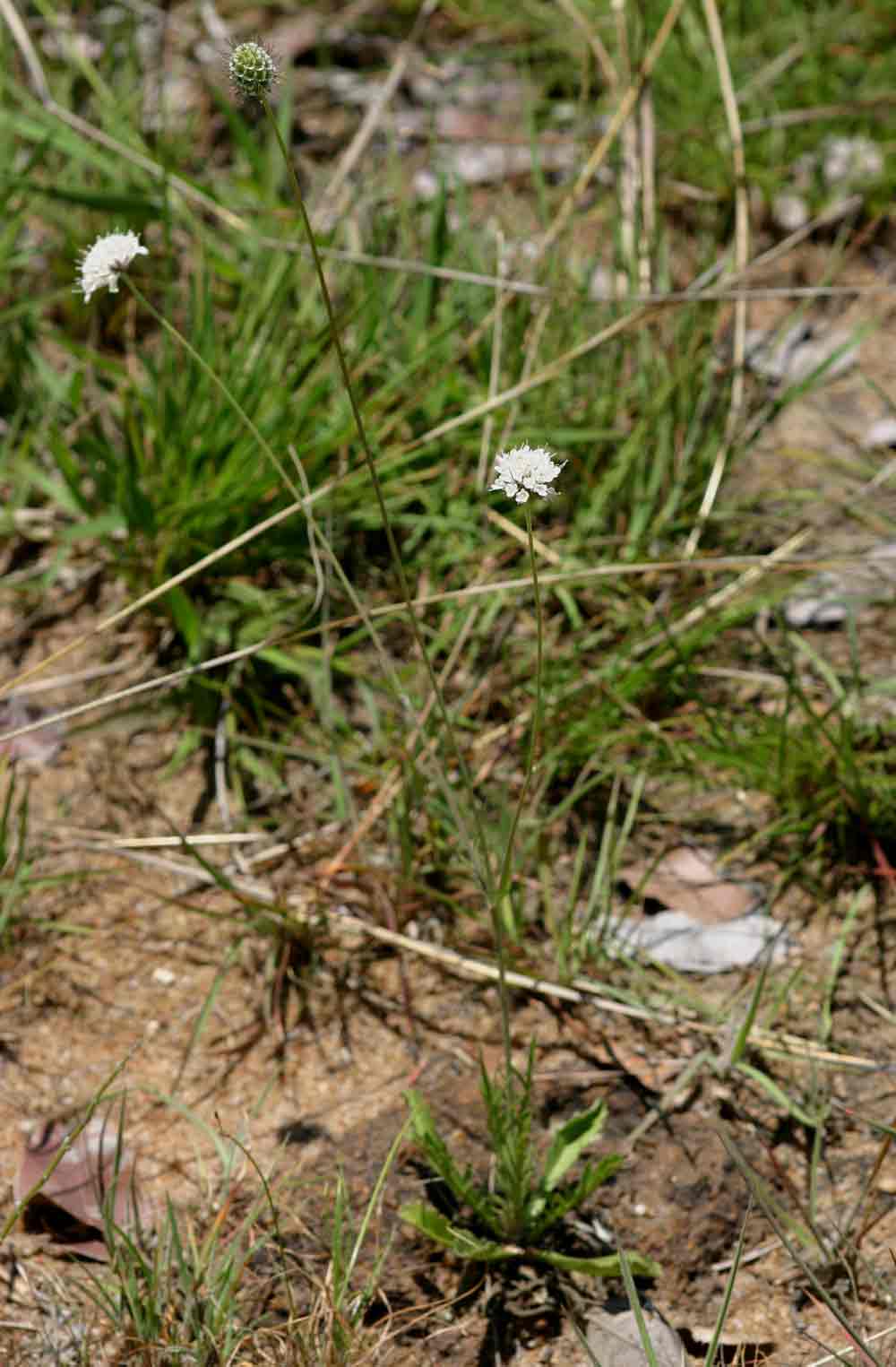 Scabiosa columbaria Scabiosa columbaria