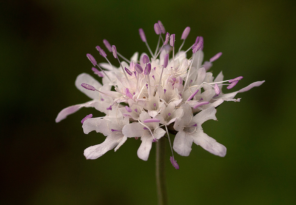 Scabiosa columbaria Scabiosa columbaria