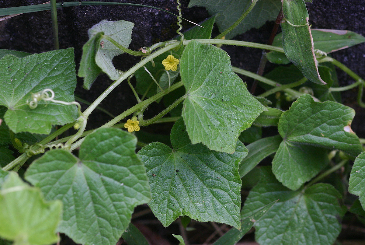 Oreosyce africana Oreosyce africana