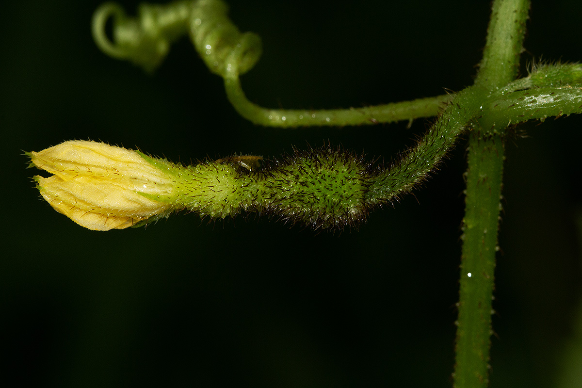 Oreosyce africana Oreosyce africana