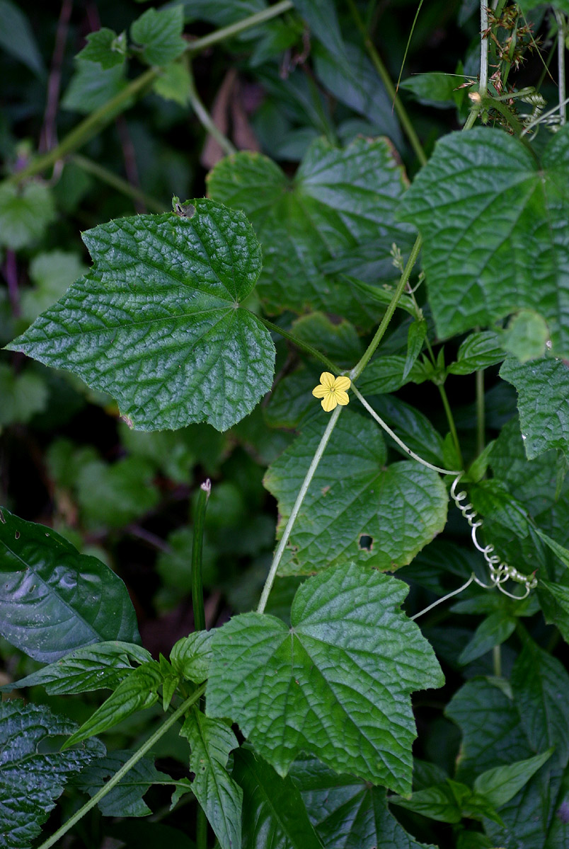 Oreosyce africana Oreosyce africana