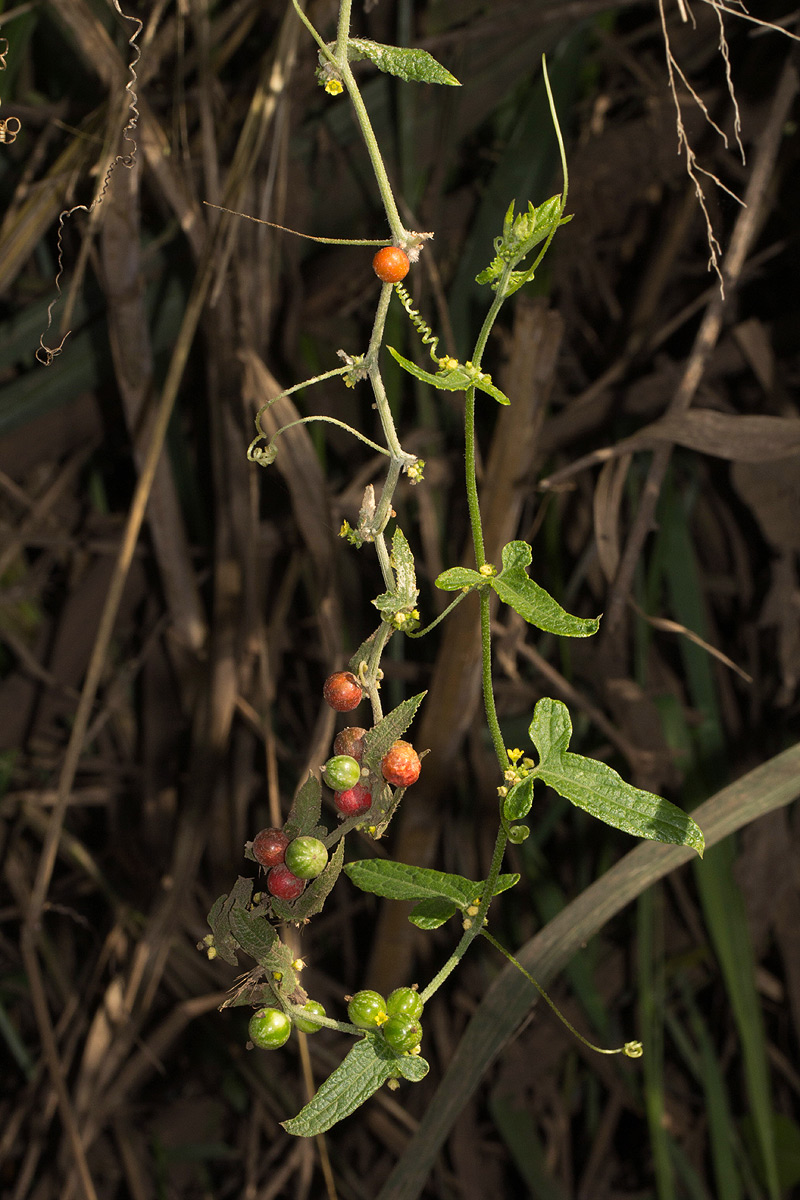 Cucumis maderaspatanus Cucumis maderaspatanus