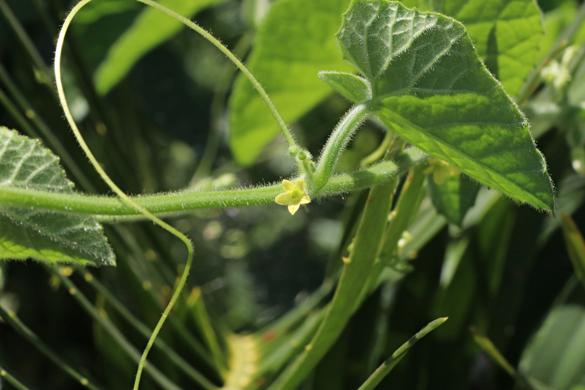 Cucumis maderaspatanus Cucumis maderaspatanus