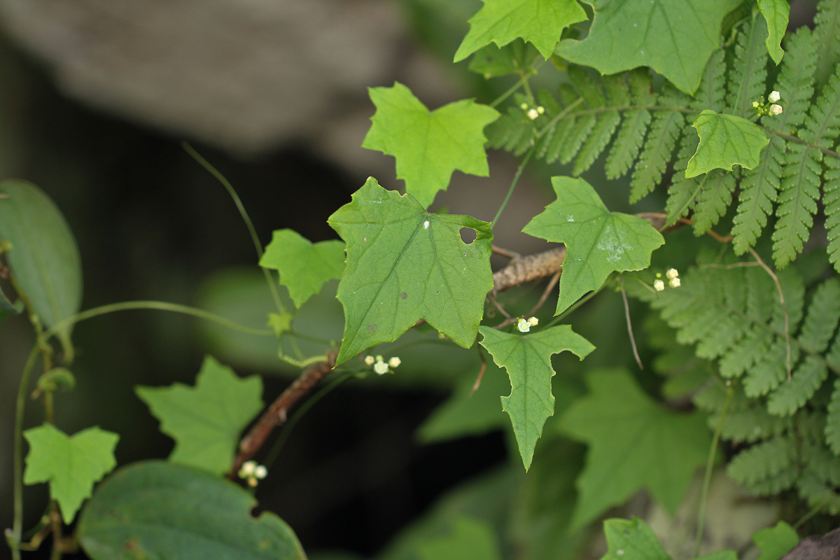 Zehneria minutiflora Zehneria minutiflora