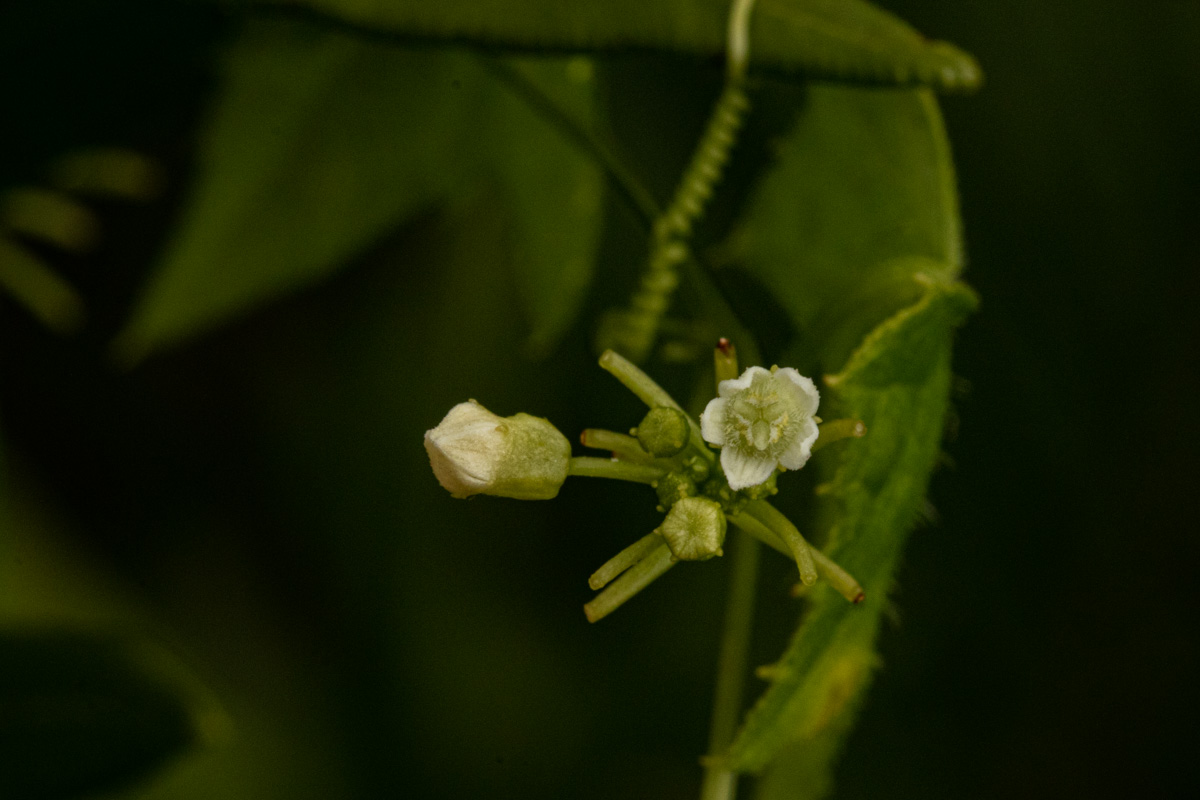 Zehneria minutiflora