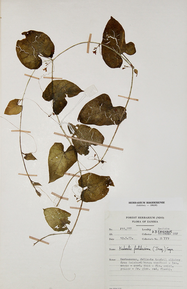Kedrostis foetidissima Kedrostis foetidissima