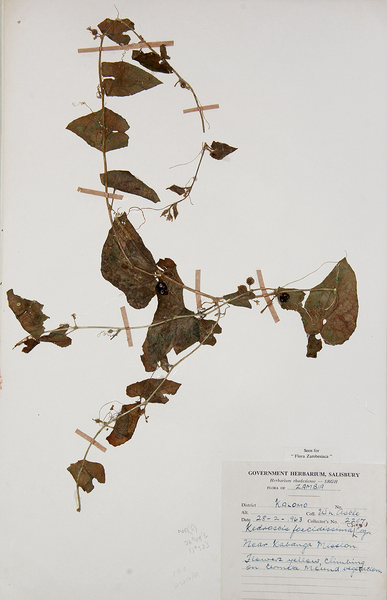 Kedrostis foetidissima Kedrostis foetidissima