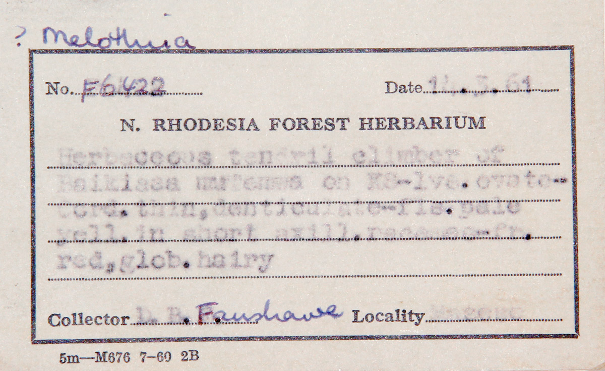 Kedrostis foetidissima Kedrostis foetidissima