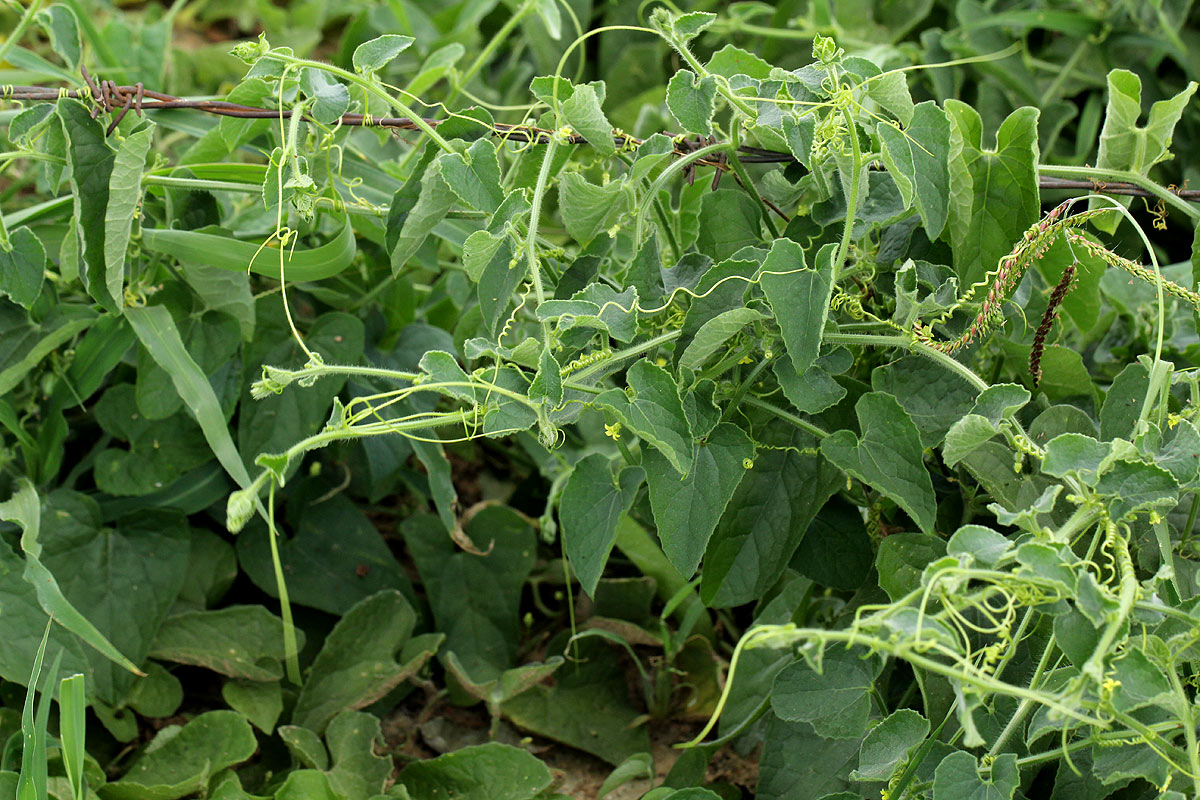 Kedrostis foetidissima Kedrostis foetidissima