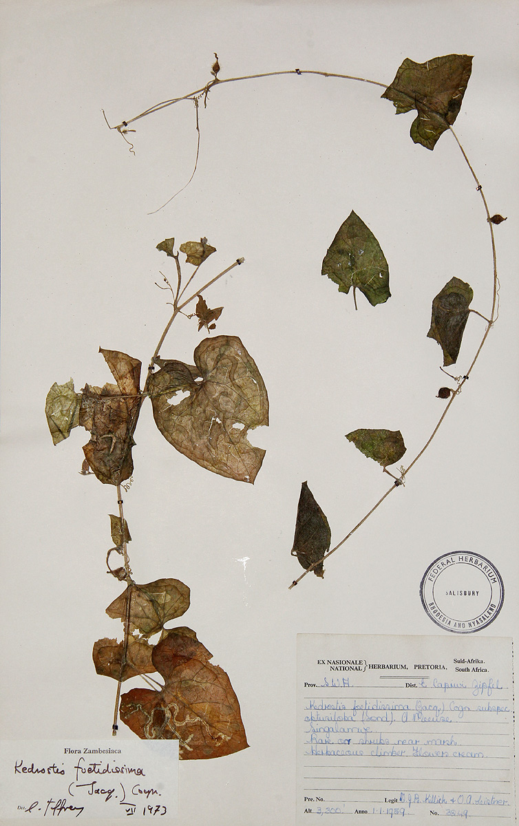 Kedrostis foetidissima Kedrostis foetidissima