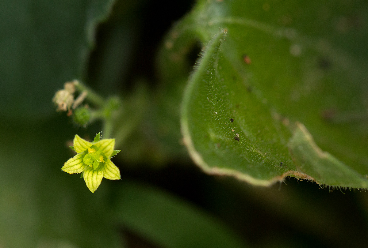 Kedrostis foetidissima Kedrostis foetidissima