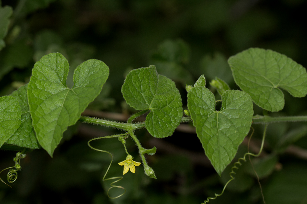 Kedrostis foetidissima Kedrostis foetidissima