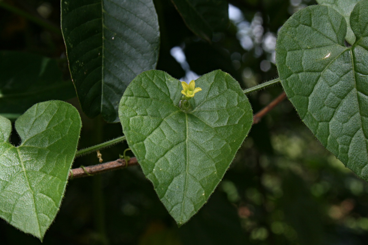 Kedrostis foetidissima Kedrostis foetidissima